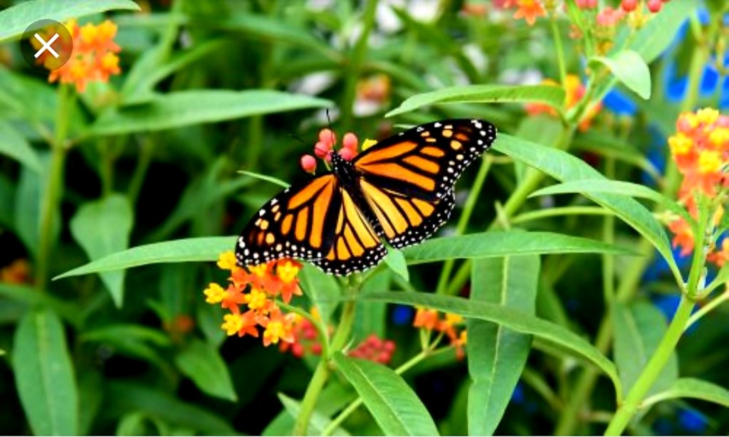 Niagara Butterfly Conservatory