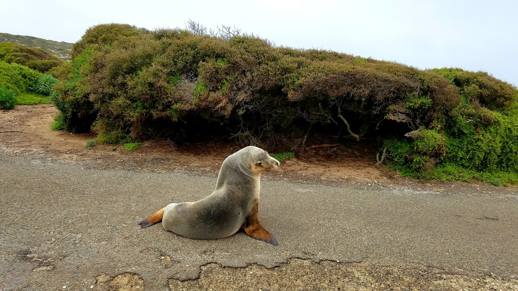 First Look of South&nbsp;Australia