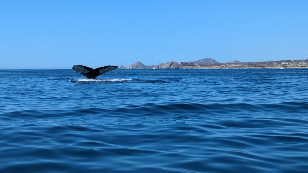 Whale Watching Wonders: A Cabo San Lucas&nbsp;Adventure